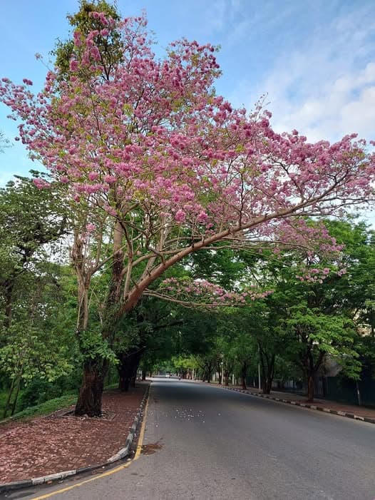 Soft pink Robarosian tree blossoms in Anuradhapura
